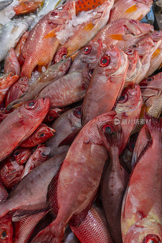 埃及赫尔加达的销售柜台上的新鲜热带鱼。