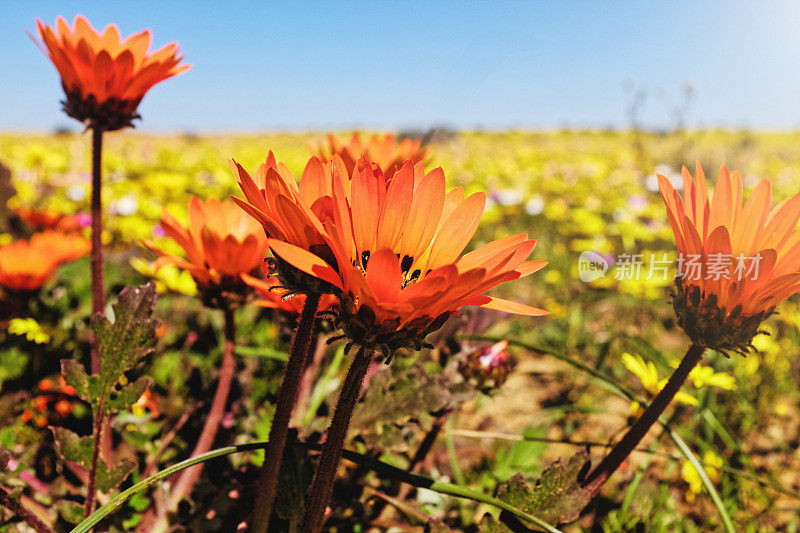 沙漠之花:南非西部开普省干旱的纳马夸兰地区，每年都会绽放出令人惊叹的雏菊
