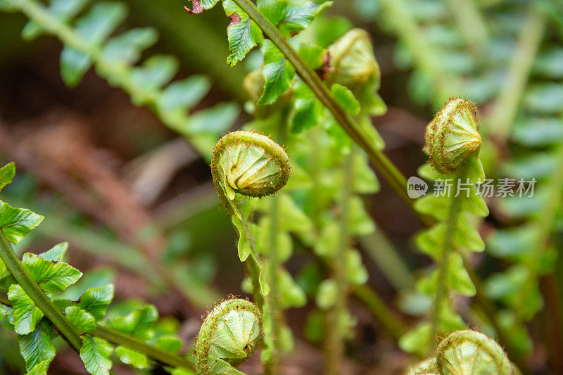 蕨类植物的新芽从植物基部的中心萌发