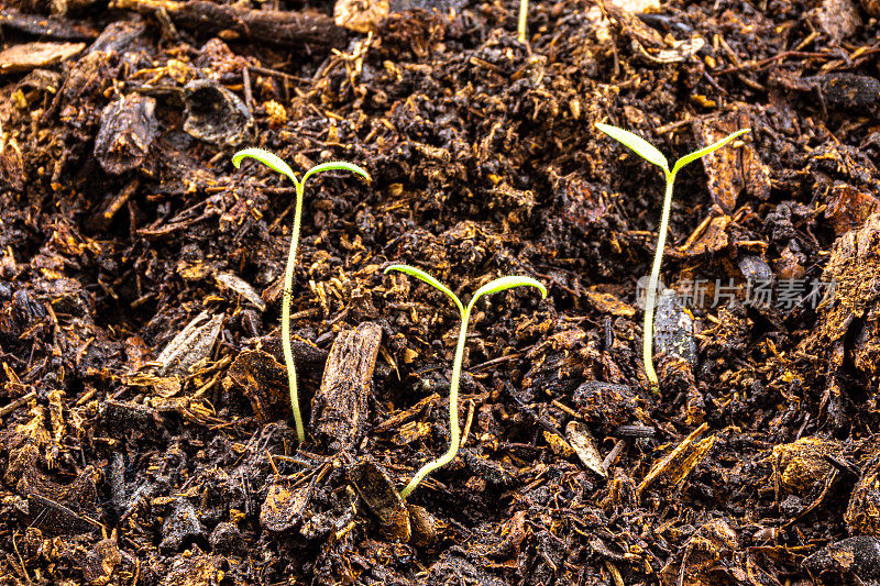 在盆栽土壤的托盘中生长在子叶期的番茄幼苗