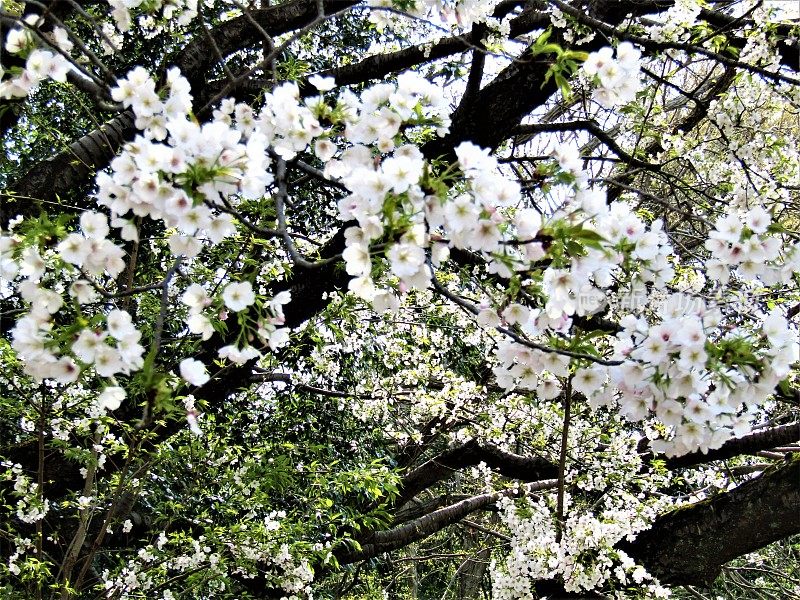 日本。3月底。樱花开花。