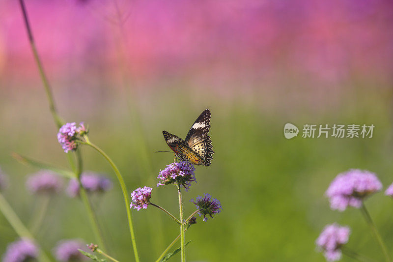 公园里的苋菜花