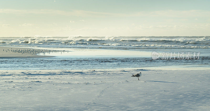 佛罗里达格雷顿海滩白沙上的笑鸥