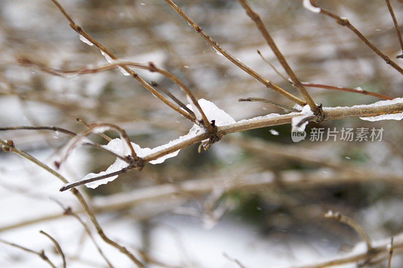 树枝上的雪-冬天的背景。