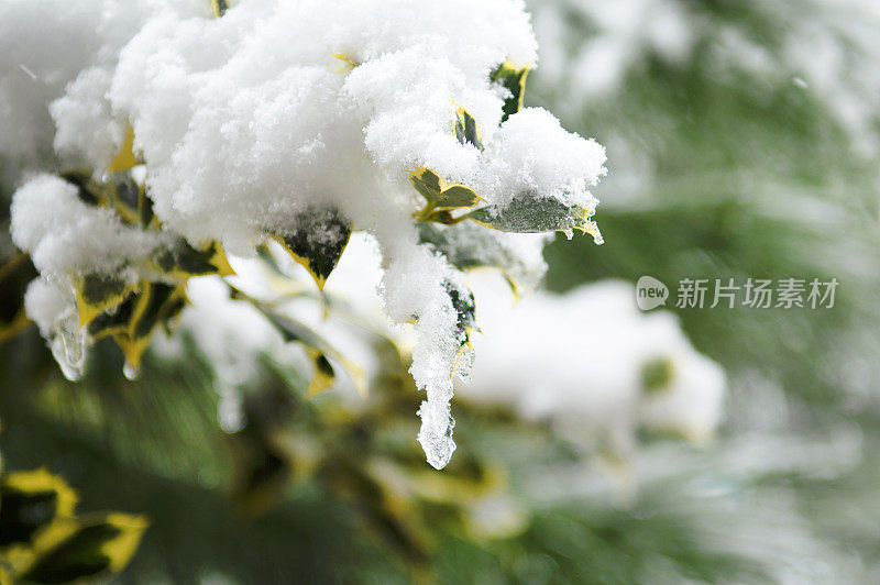 树枝上的雪-冬天的背景。