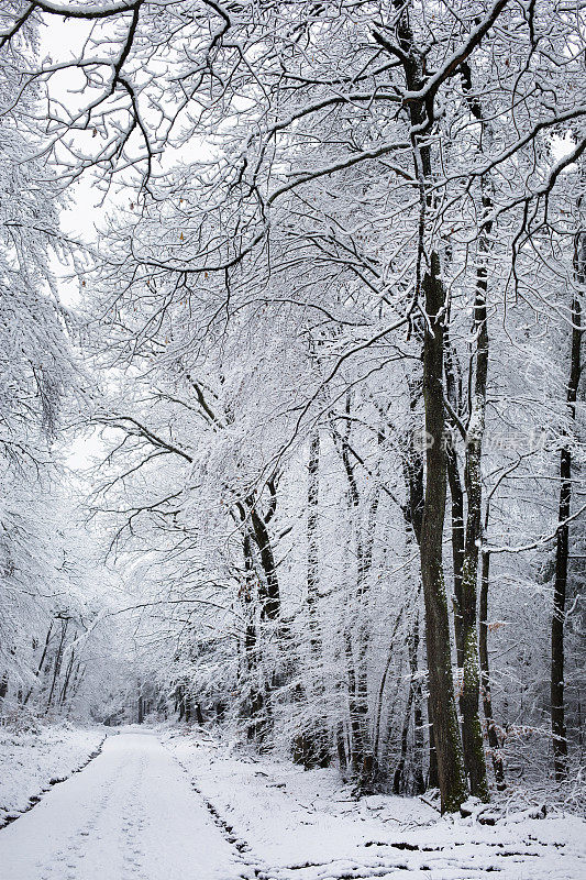 白雪覆盖的树木