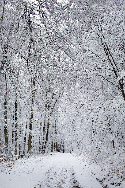 白雪覆盖的树木