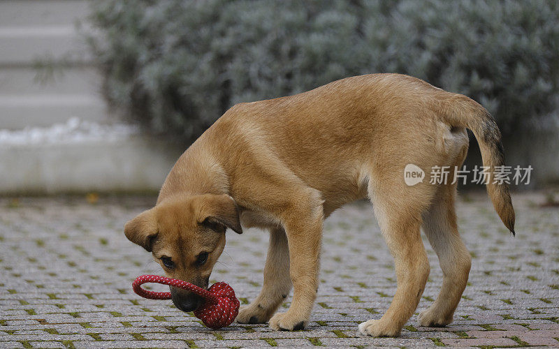 小狗玩球