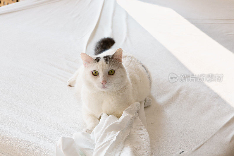 带着黑点的白猫在玩床单