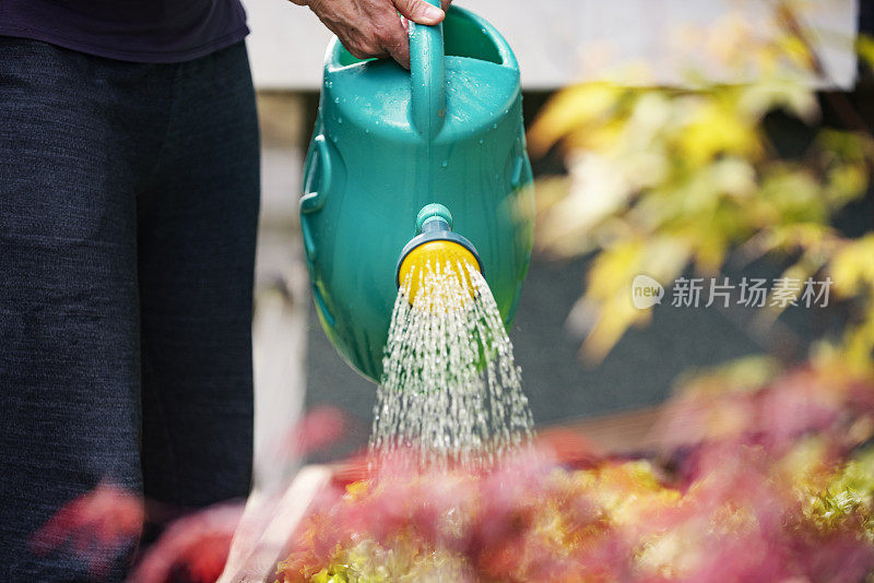 成熟的女人浇灌植物，绿色的莴苣