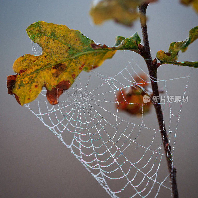 有雾的早晨特写一张蜘蛛网与露珠在橡树叶上