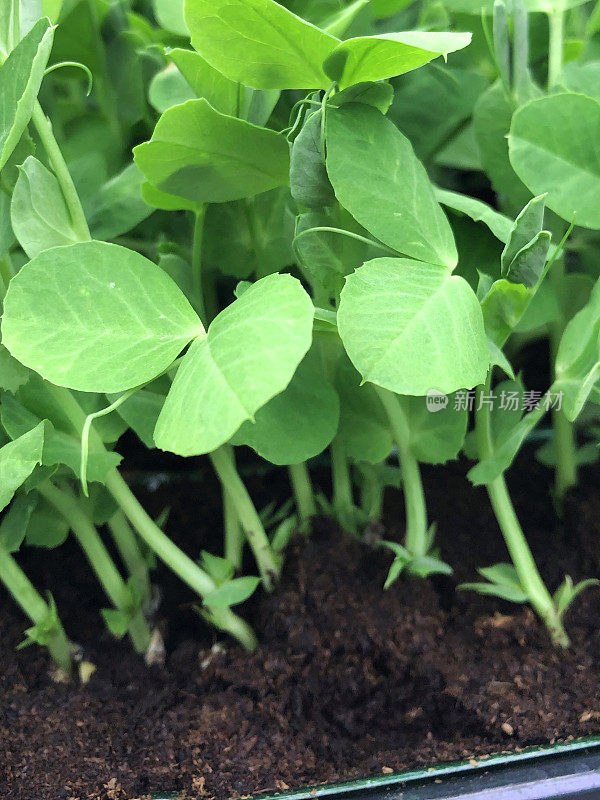 近距离拍摄塑料花盆中种植的豌豆幼苗，聚焦前景