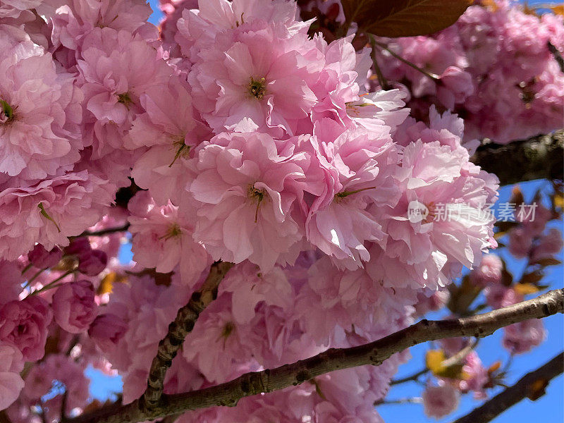 完整的框架图像载满樱桃(prunus)树枝满粉红色的春天开花