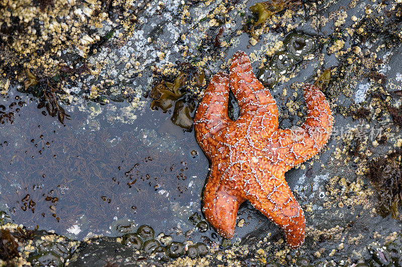 海星在加州海岸的潮汐池在恩德茨海滩