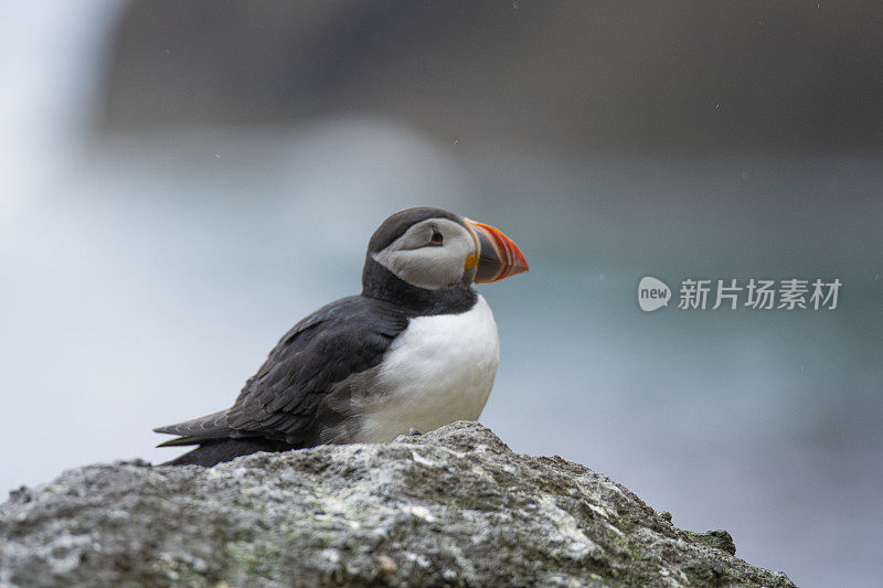 大西洋海雀