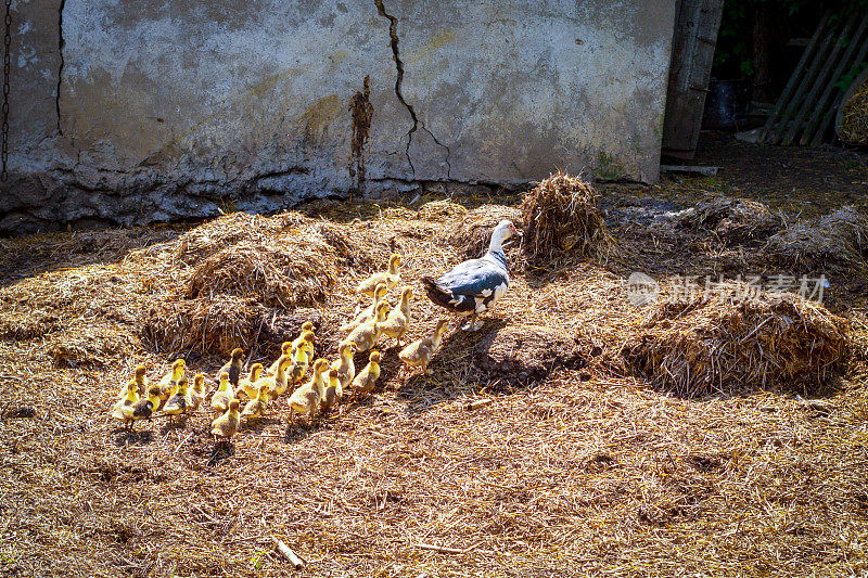 一群小鸭跟着一只黑白相间的鸭子穿过谷仓院子里的干草。一只成年鸭子领着鸭子睡觉。