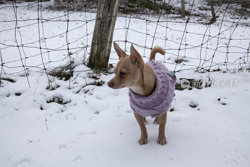 一只吉娃娃站在雪地里