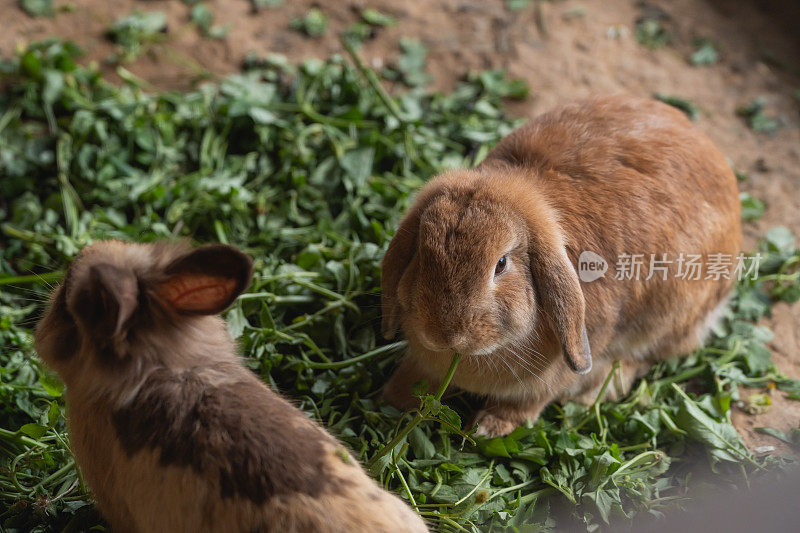 两只兔子在田野里吃草。一个是棕色的，另一个是白色的。棕色的兔子在看白兔