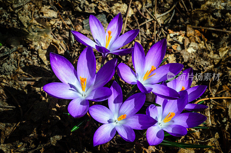 特写以上六朵紫色番红花吸收早晨的阳光