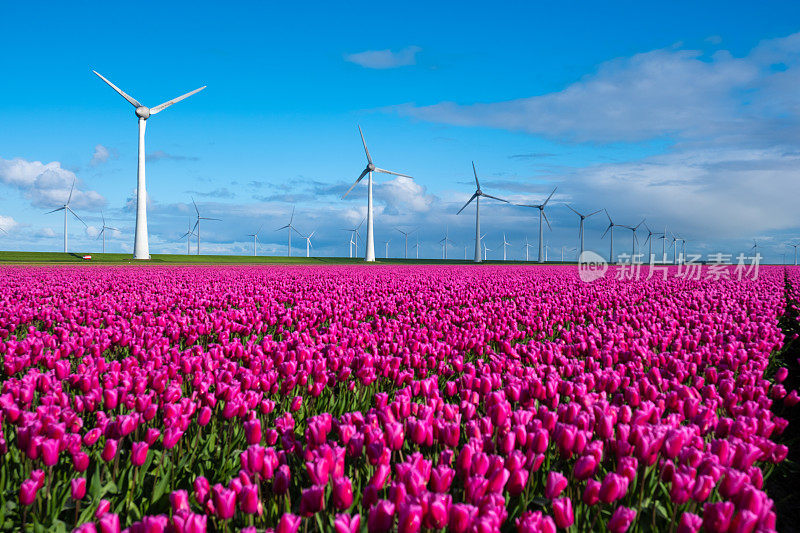 广阔的田野上盛开着鲜艳的紫色郁金香，景色如画，背景是湛蓝的天空，风车巍然矗立