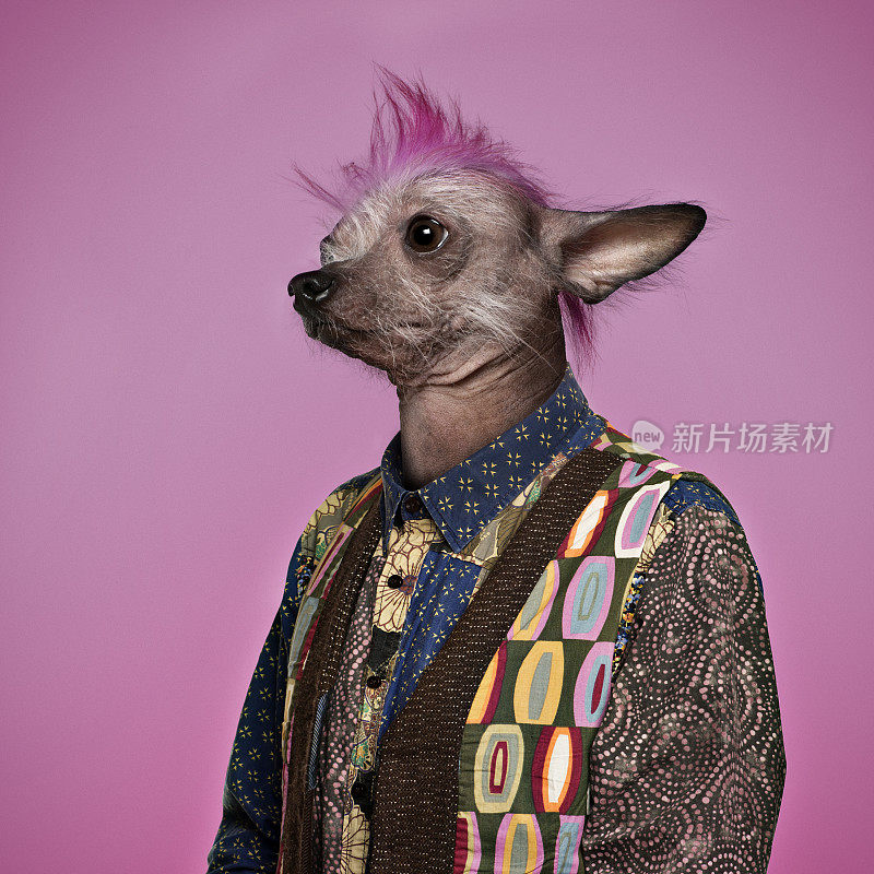 朋克中国冠毛狗穿着衬衫，粉红色的背景