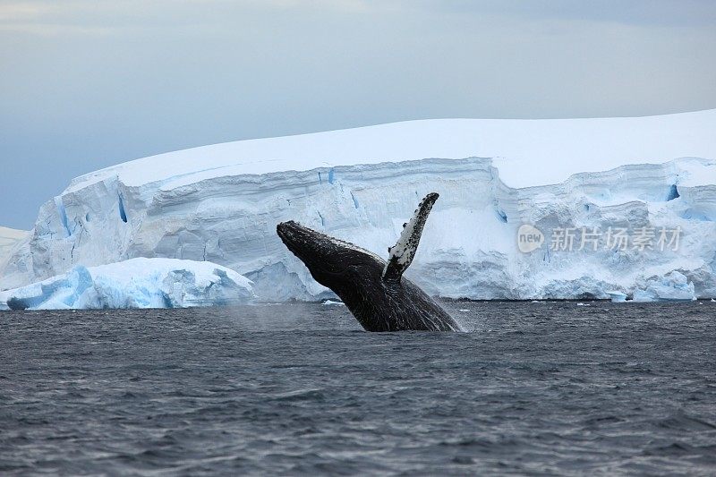 南极的座头鲸