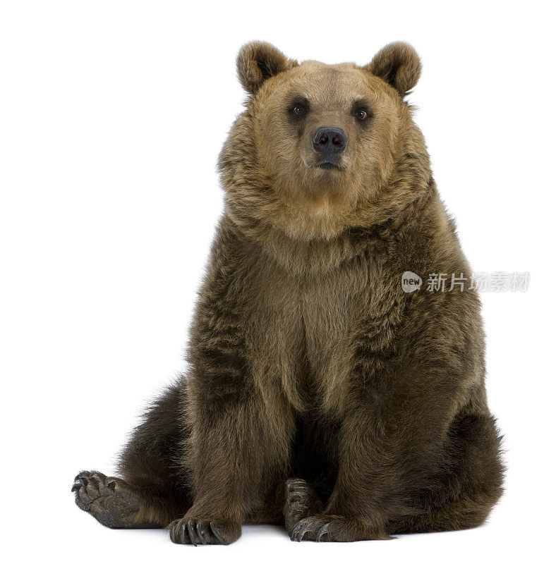 正面的棕熊，8岁，坐着。