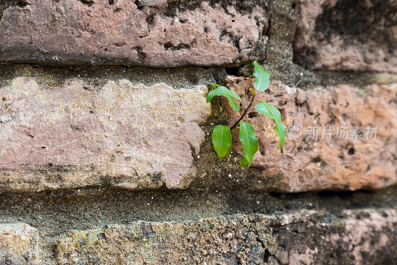 新植物从砖墙上发芽