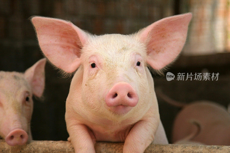 可爱的猪靠在小床的栏杆上