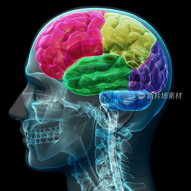男性大脑的彩色部分，x射线概念。