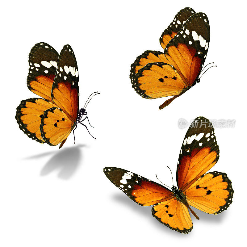 三个黑脉金斑蝶