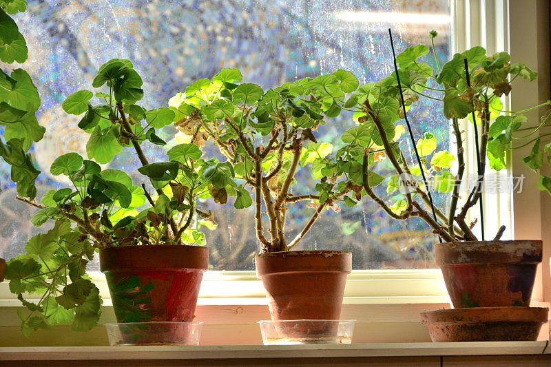 窗台上的植物