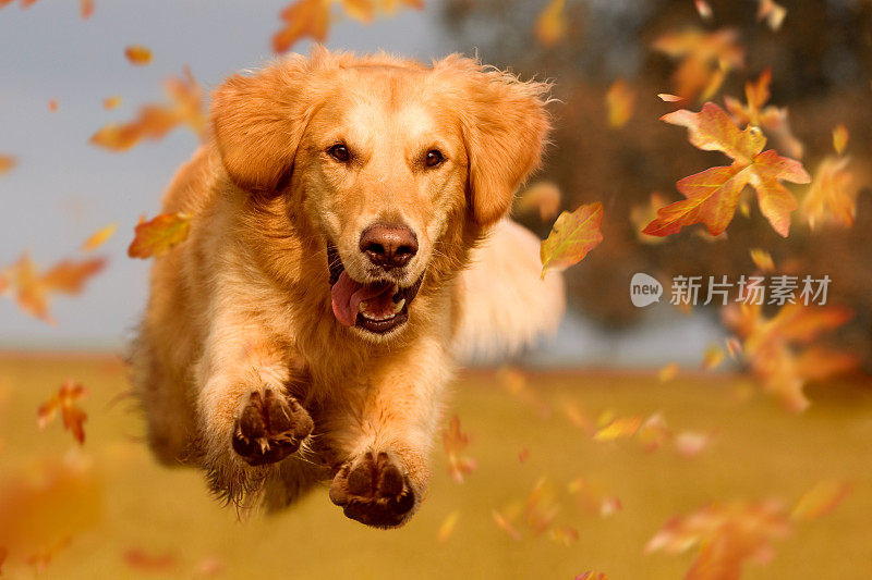 狗，金毛猎犬在秋叶间跳跃