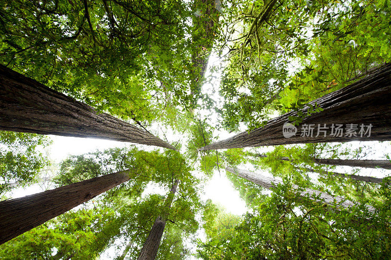 松树从低角度