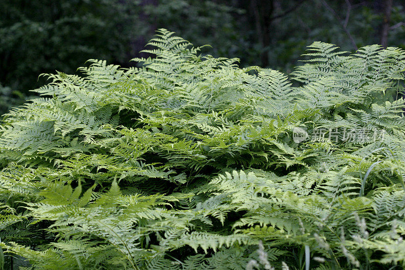 蕨类植物