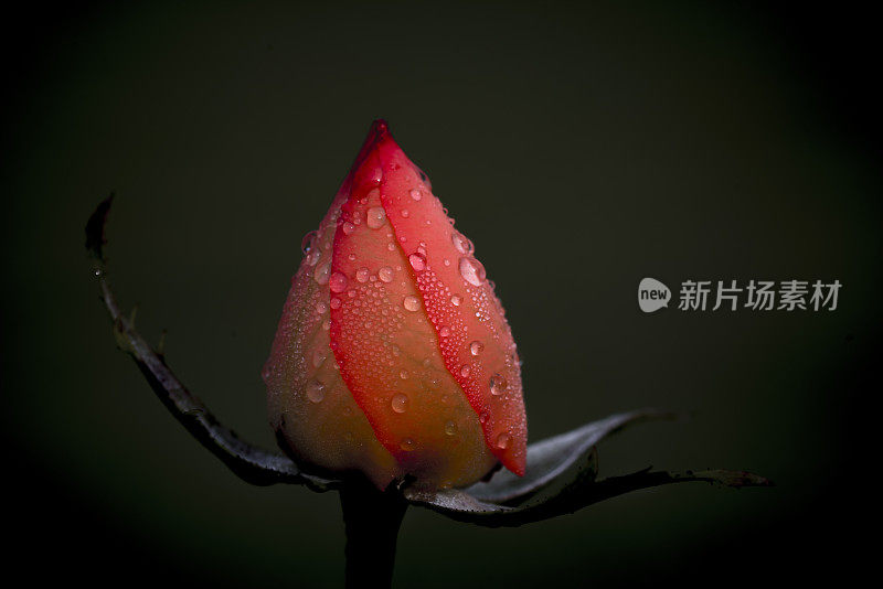 红玫瑰花蕾露珠暗色背景