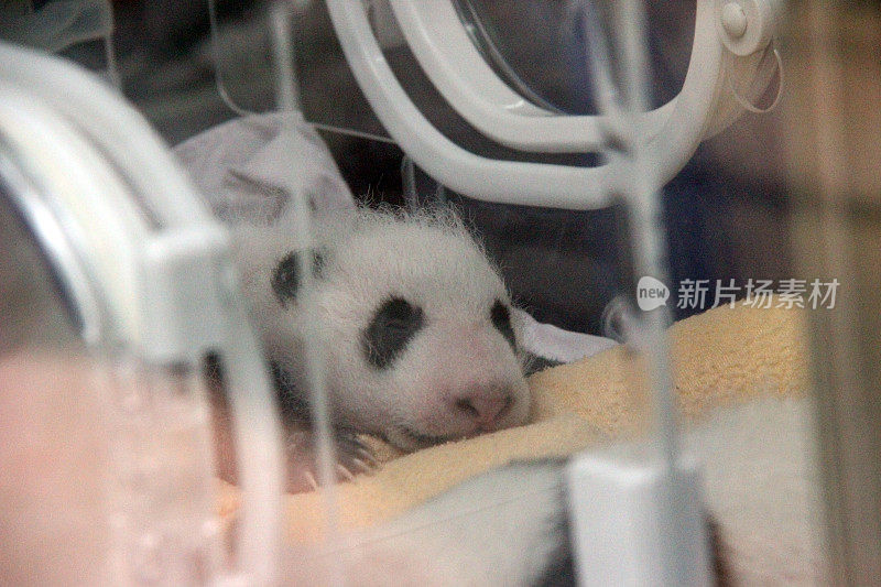 中国孵化器里的熊猫宝宝