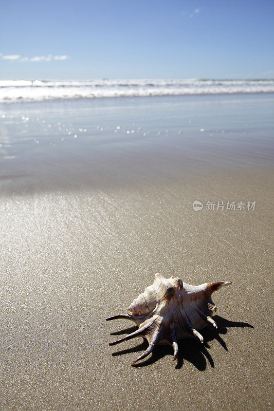 海滩贝壳