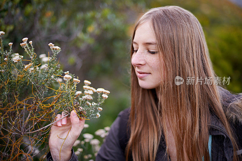 这些花只生长在这里