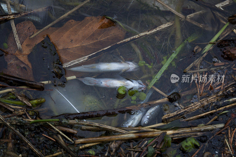 被污染的河流中的死鱼