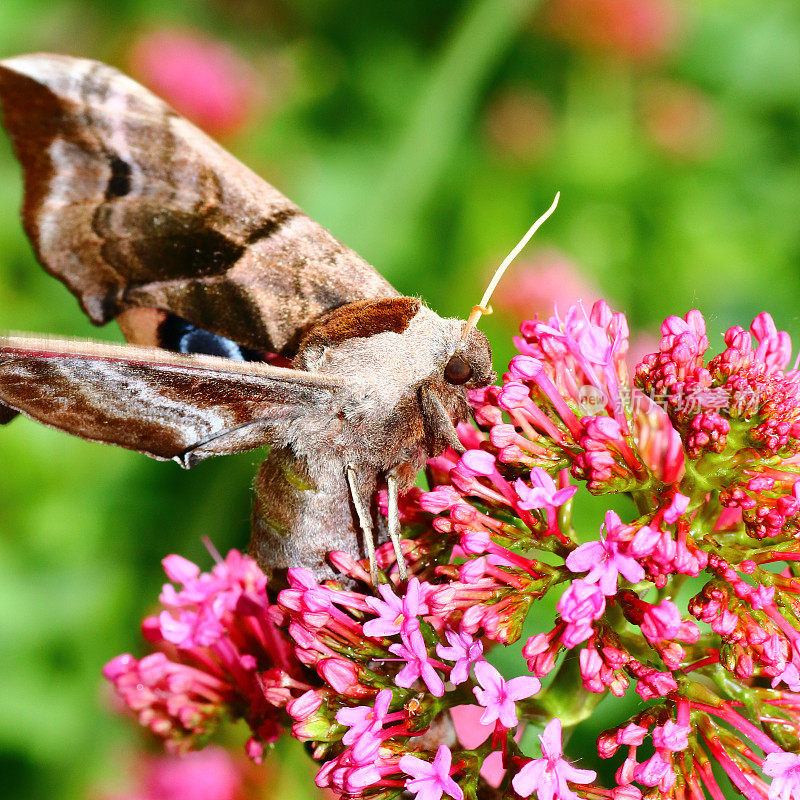 美丽的棕色杨树鹰蛾蝴蝶在缬草花上的宏