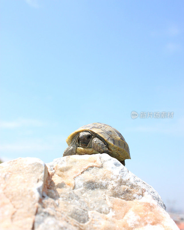 山顶上的乌龟