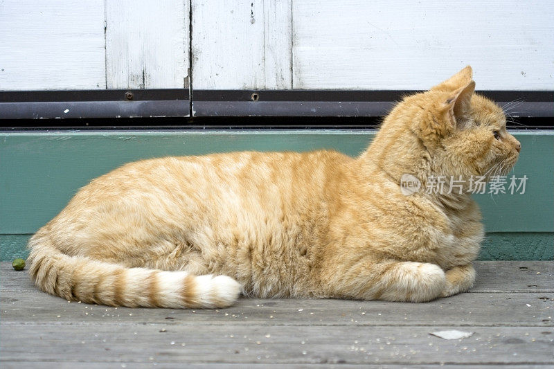 猫坐在户外的特写镜头