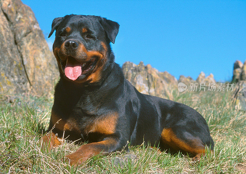 一只罗威勒犬蹲在草坪上，伸出舌头