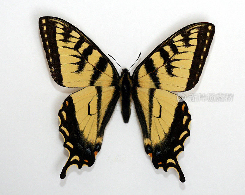 加拿大虎燕尾蝶孤立在白色背景