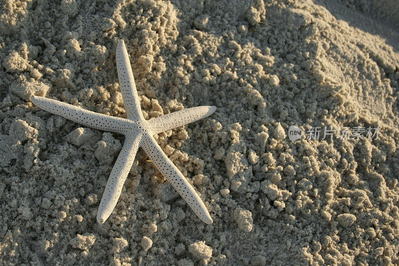 在海滩上