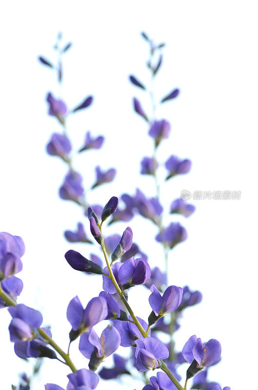 晴空下开花植物的特写镜头