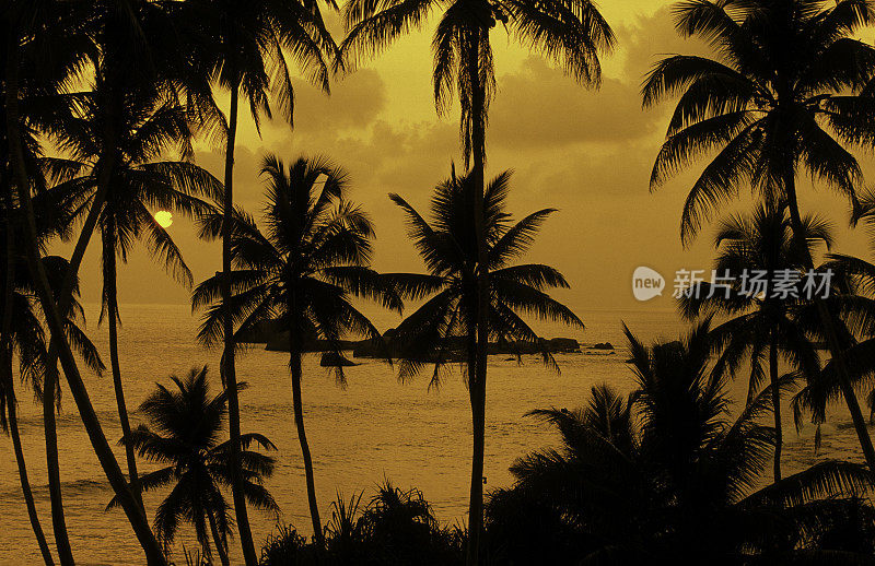 斯里兰卡，Hikkaduwa，椰子树，日落。