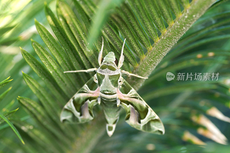 叶子上的鹰蛾特写