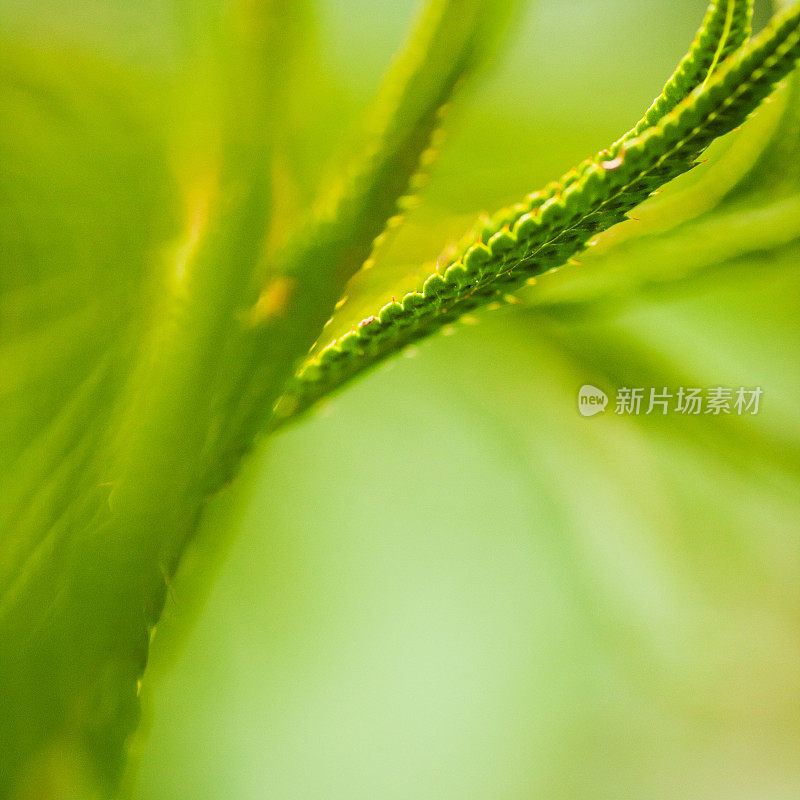 抽象的蕨类植物